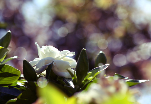 Diamonds & Roses